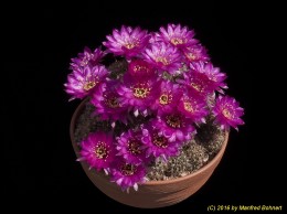 Lobivia tiegeliana v. pusilla 963